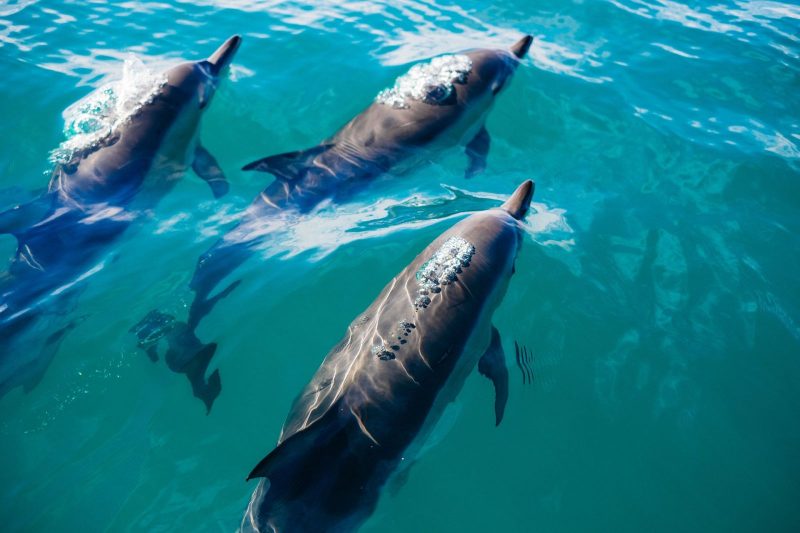 three dolphins swimming near surface