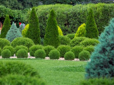 topiaries and hedges