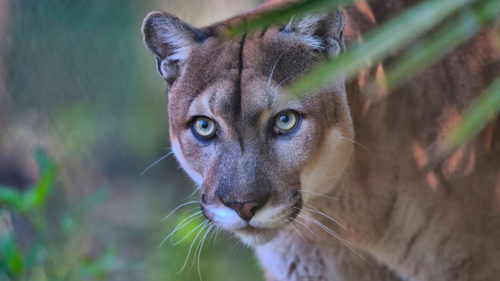 The Florida Panther National Wildlife Refuge Naples Rent Premier SIR